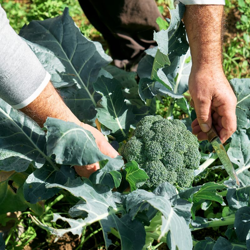 The Regenerative Source