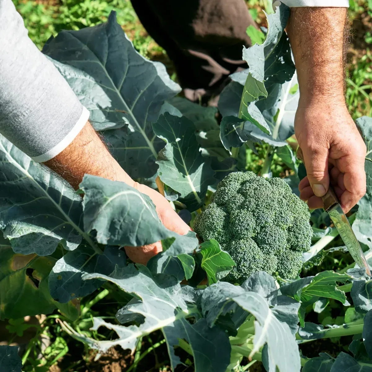 A dish from The Regenerative Table at the Agaporia estate, the 70-hectare regenerative five-star sanctuary in Tuscany. 80% estate-grown, 100km Short Circuit sourced, zero synthetic interference.