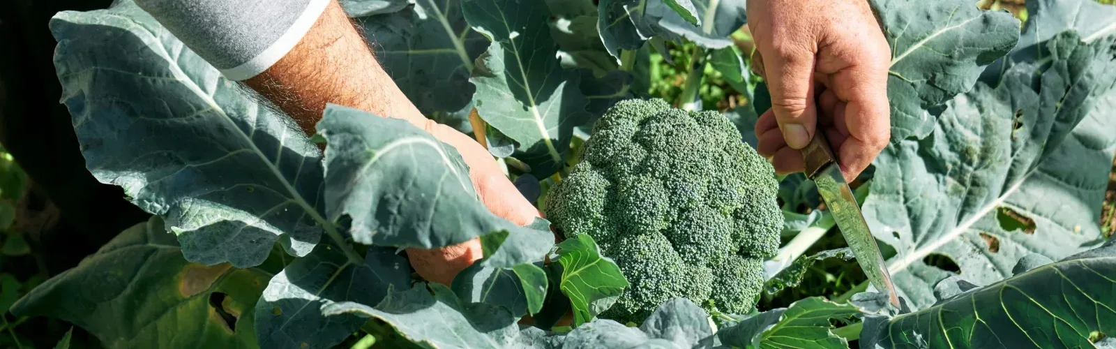A dish from The Regenerative Table at the Agaporia estate, the 70-hectare regenerative five-star sanctuary in Tuscany. 80% estate-grown, 100km Short Circuit sourced, zero synthetic interference.