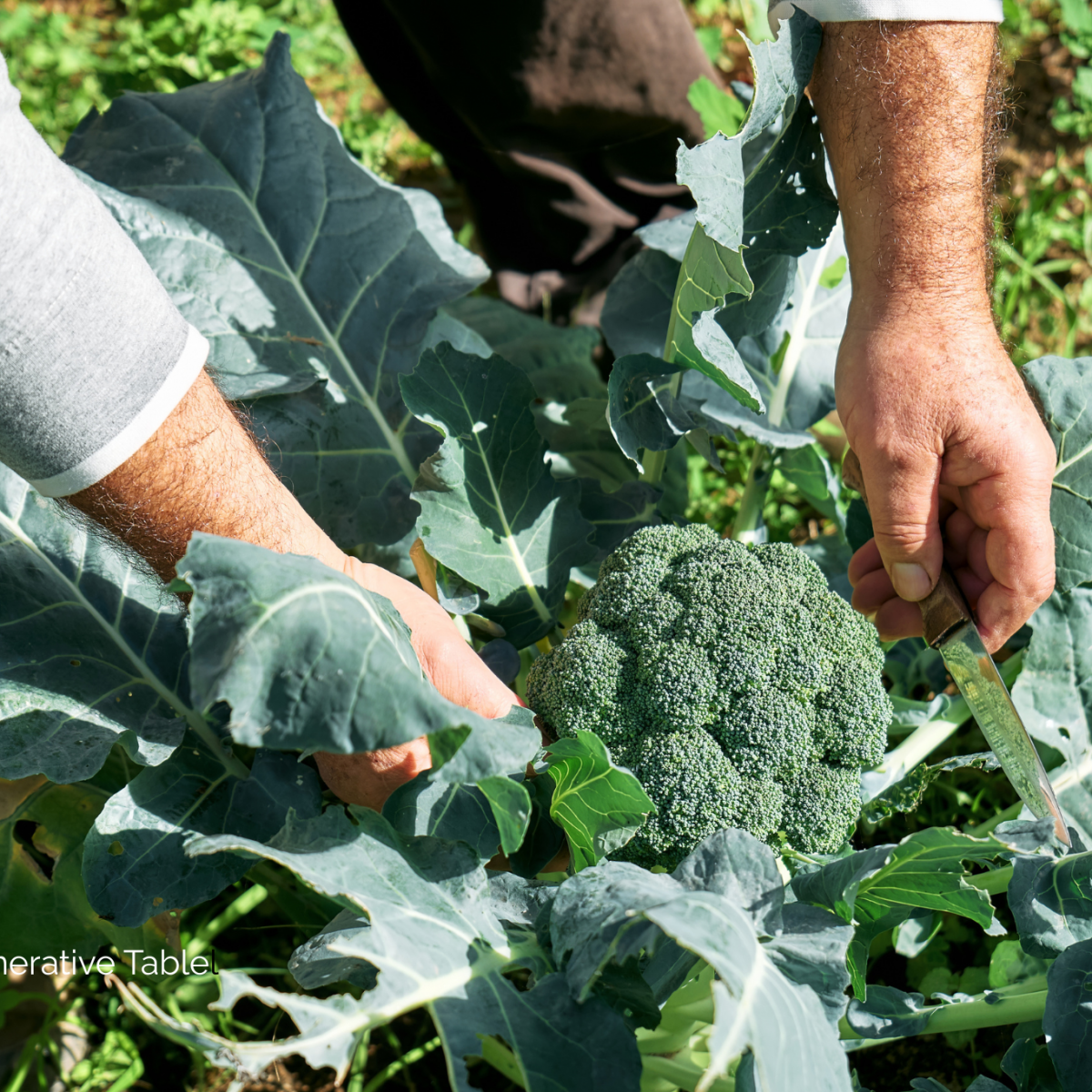 The Regenerative Table