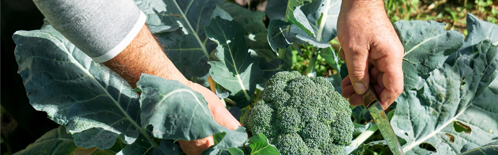 The Regenerative Table