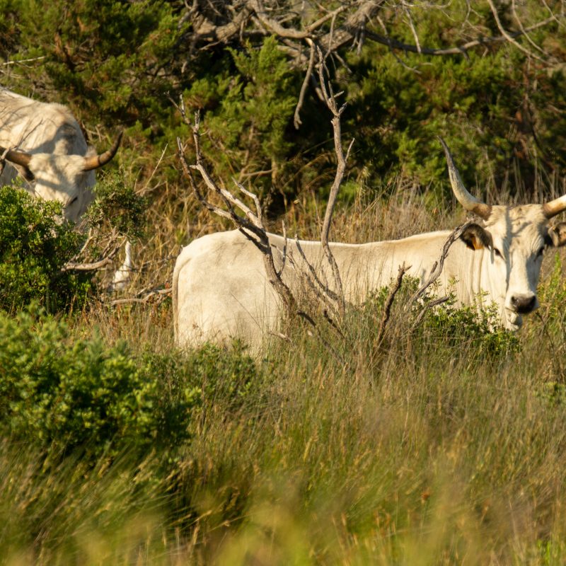 L’Ancora dell’Eredità
