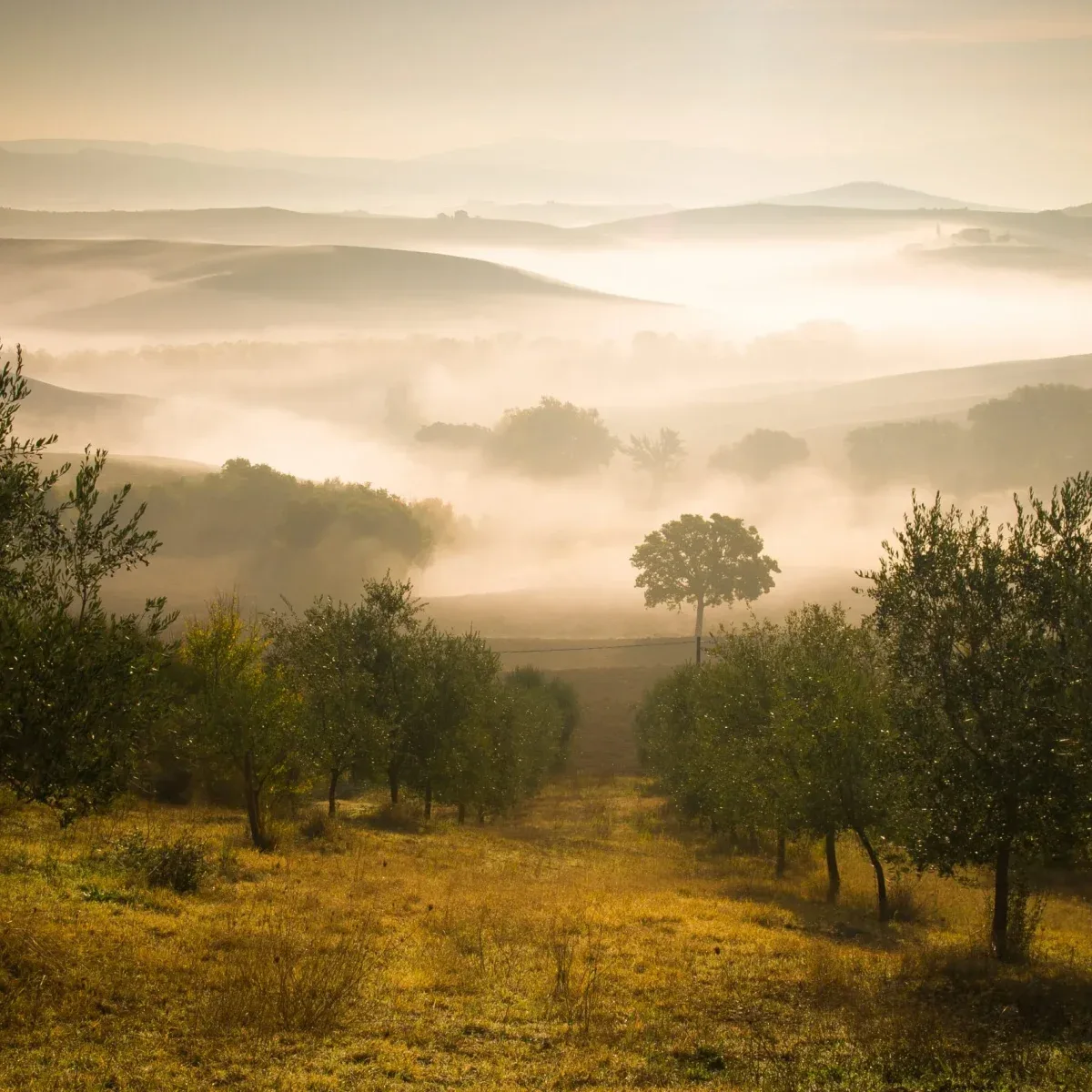The bio-active landscape of the 70-hectare Agaporia estate. Natural Authority, The Biological Catalyst at the regenerative five-star sanctuary in Montefollonico, Tuscany.