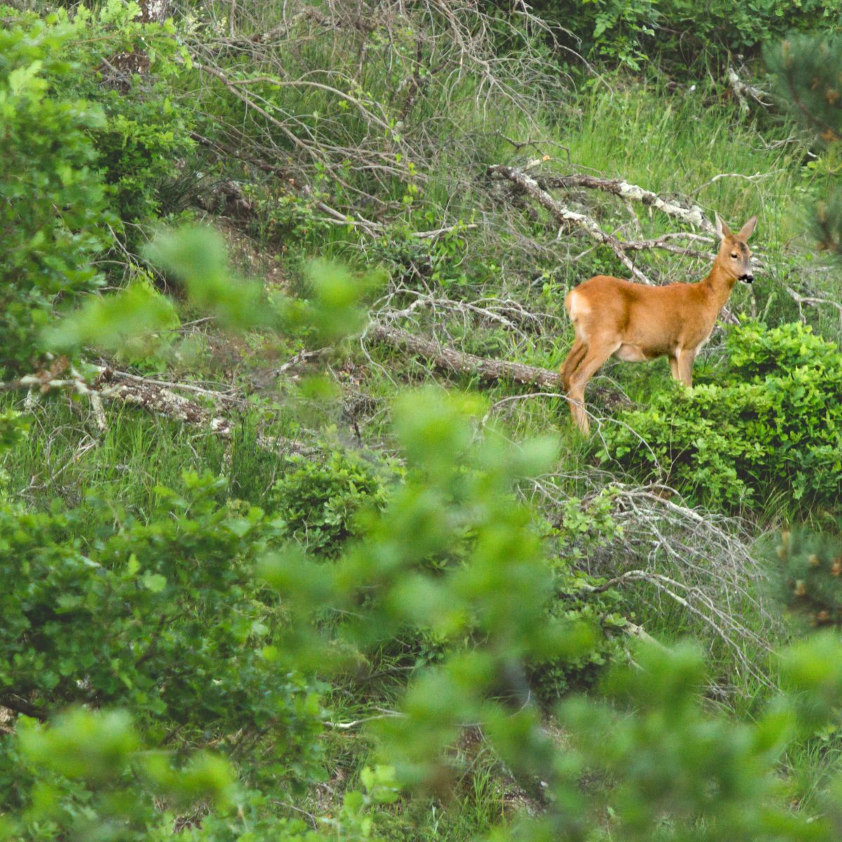 A roe deer in the unmanaged 24% rewilded corridor of the 173-acre Agaporia estate. Unmanaged Sovereignty at the regenerative five-star sanctuary in Montefollonico, Tuscany — over 40 acres returned to natural intelligence.