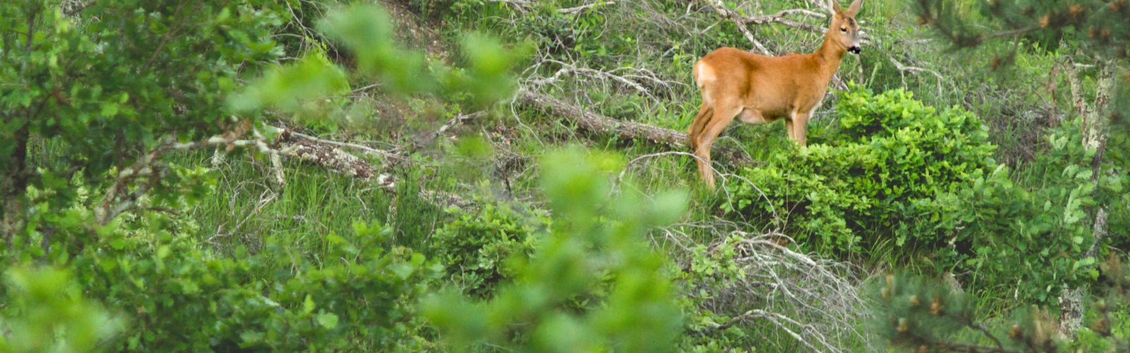 A roe deer in the unmanaged 24% rewilded corridor of the 173-acre Agaporia estate. Unmanaged Sovereignty at the regenerative five-star sanctuary in Montefollonico, Tuscany — over 40 acres returned to natural intelligence.