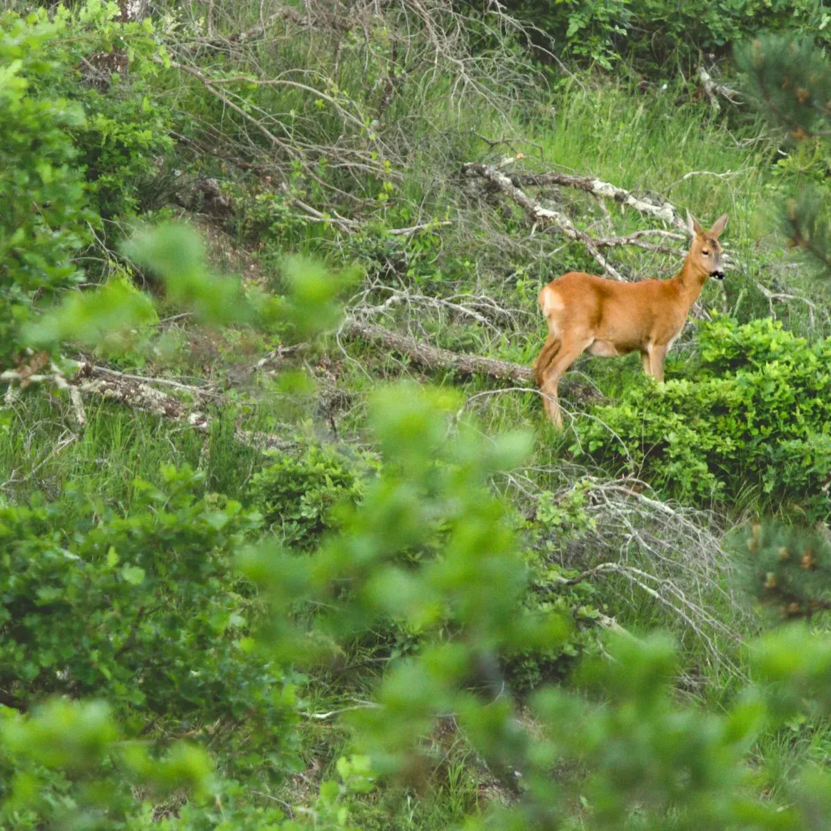 A roe deer in the unmanaged 24% rewilded corridor of the 70-hectare Agaporia estate. Unmanaged Sovereignty at the regenerative five-star sanctuary in Montefollonico, Tuscany, over 16 hectares returned to natural intelligence.