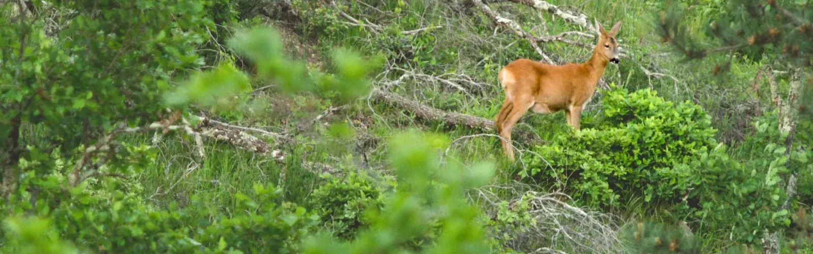A roe deer in the unmanaged 24% rewilded corridor of the 70-hectare Agaporia estate. Unmanaged Sovereignty at the regenerative five-star sanctuary in Montefollonico, Tuscany, over 16 hectares returned to natural intelligence.